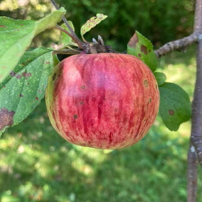 La Fameuse, une des plus anciennes pommes découverte au Québec