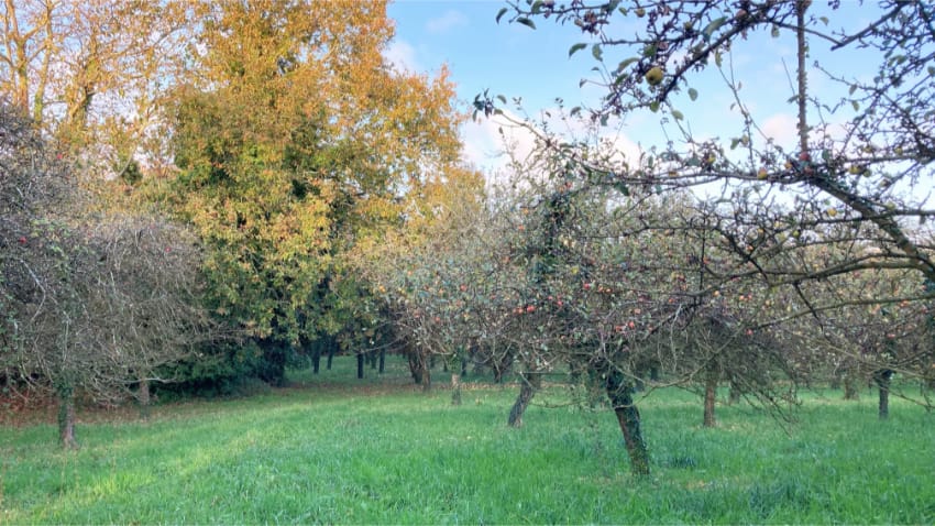 Verger sous la pluie